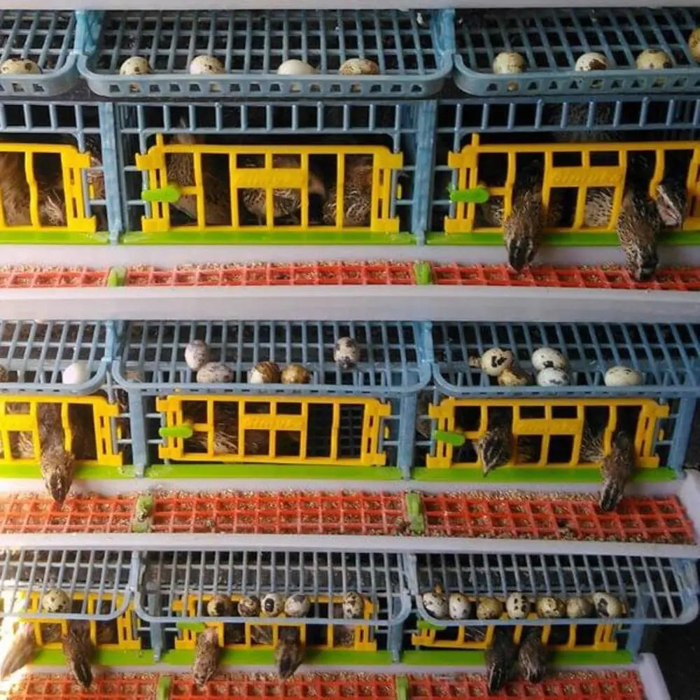 5-Tier Indoor Quail Cage, Stackable, Easy Clean, Rust-Free, Washable Plastic, Removable Dividers, Roll-Out Egg Trays