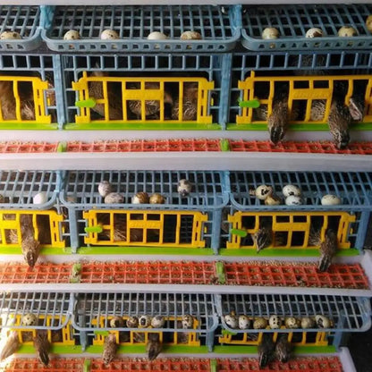 5-Tier Indoor Quail Cage, Stackable, Easy Clean, Rust-Free, Washable Plastic, Removable Dividers, Roll-Out Egg Trays